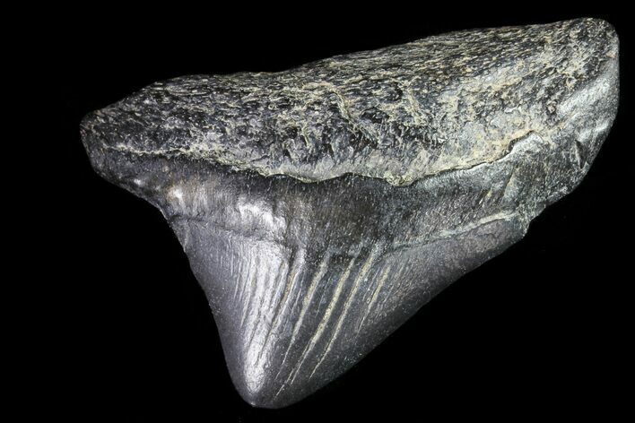 Juvenile Megalodon Tooth - Georgia #83670